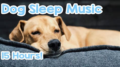 9K Play. . Relaxing sounds for dogs